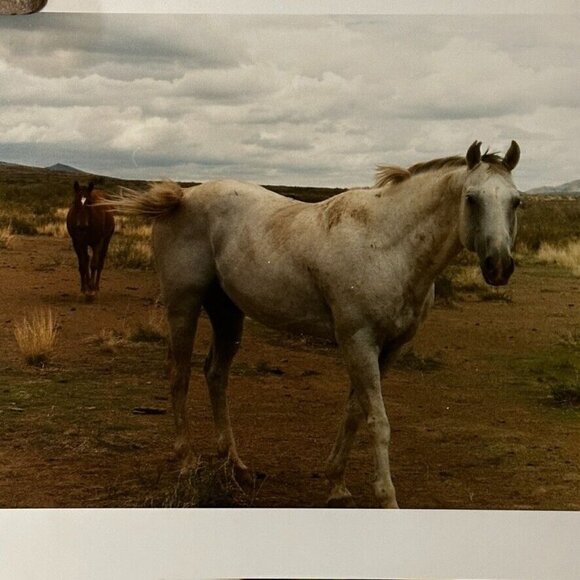 Janine Gordon Photograph 20x24" C-print Edition 2 Horses Marfa Texas Signed - Picture 2 of 6